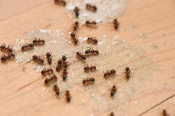 Best Local Pest Control Services  in Weston Mills, NY