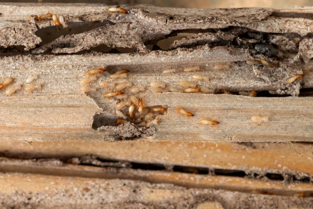 Best Pest Inspection Near Me  in Weston Mills, NY