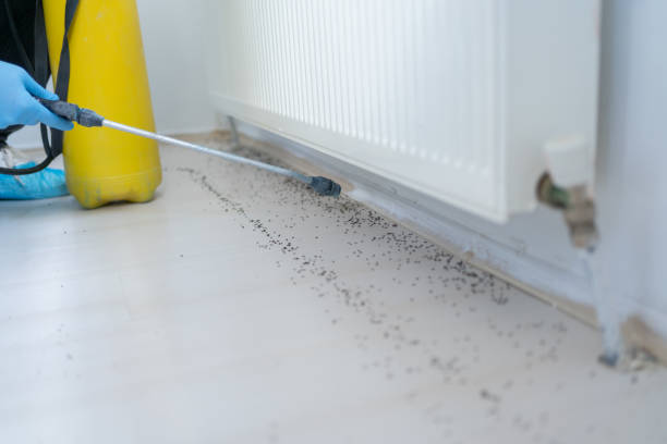 Best Insect Control  in Weston Mills, NY